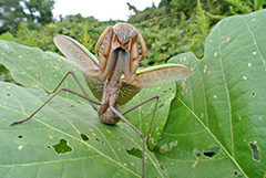 オオカマキリ