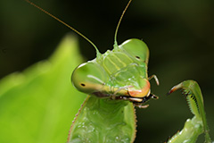 オオカマキリ