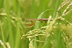 オオカマキリ