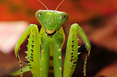 オオカマキリ