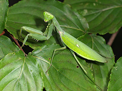 オオカマキリ