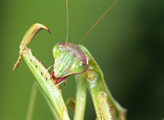 オオカマキリ