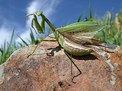 オオカマキリ