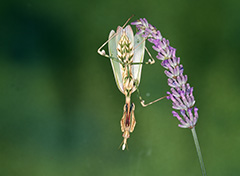 クシヒゲカマキリ