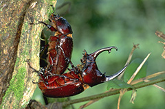 ケンタウルスオオカブトの雄