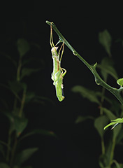 羽化をするオオカマキリ