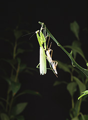 羽化をするオオカマキリ