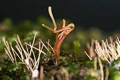 羽化をするミズカマキリ