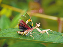 トガリメニシキカマキリ