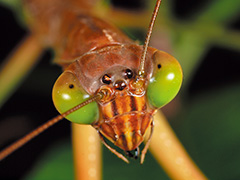 オオカマキリ