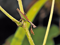 ヒメカマキリ