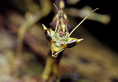 オオカレエダカマキリ