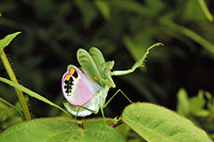 シタベニアヤメカマキリ