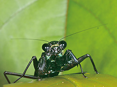 ケンランカマキリ