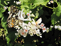 狩りをするハナカマキリ