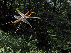 飛翔するオオカマキリ