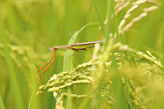 オオカマキリ