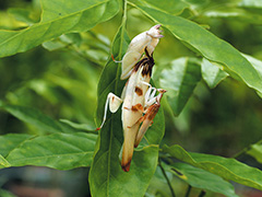 ハナカマキリの雄