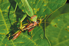 狩りをするオオカマキリ