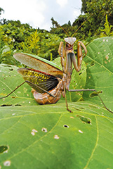 オオカマキリ