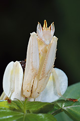 ハナカマキリ