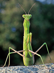 ウスバカマキリ