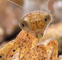 ヒナカマキリ