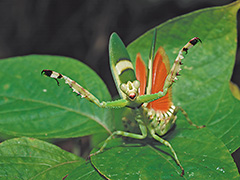 ヒョウモンカマキリ