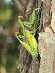 ハラビロカマキリの雄