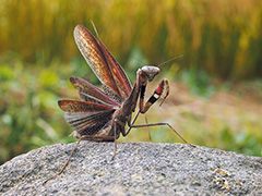 コカマキリ