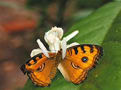 狩りをするハナカマキリ