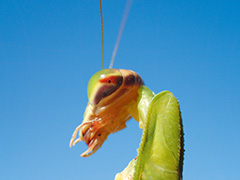 チョウセンカマキリ