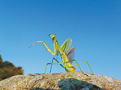 チョウセンカマキリ