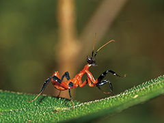 ハナカマキリ