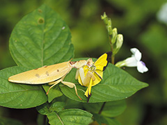 狩りをするヒメハナカマキリ