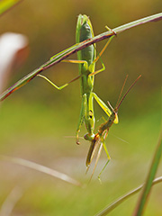 狩りをするウスバカマキリ