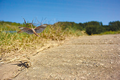 飛翔するコカマキリ