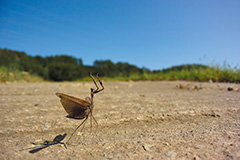 飛翔するコカマキリ