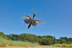 飛翔するオオカマキリ