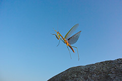 飛翔するオオカマキリ