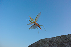 飛翔するオオカマキリ