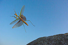 飛翔するオオカマキリ