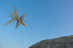 飛翔するオオカマキリ