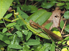 オオカマキリの雄