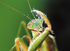 オオカマキリ