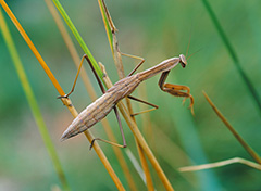 オオカマキリ