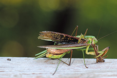 オオカマキリの雄