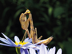 ハラビロカマキリ