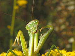 オオカマキリ