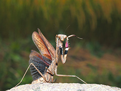 コカマキリ